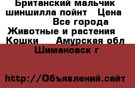 Британский мальчик шиншилла-пойнт › Цена ­ 5 000 - Все города Животные и растения » Кошки   . Амурская обл.,Шимановск г.